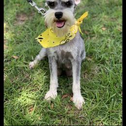 Pepper - Miniature Schnauzer