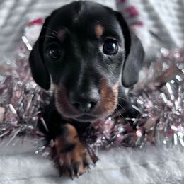 Rein - Black and tan male Dachshund puppy in Ocala, Florida from Weenie Boops