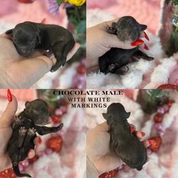 Hartley - Brown male Cockapoo puppy in Lafayette, Louisiana from Kinkade Kennels