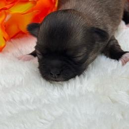 Fawn Female - Fawn female Chihuahua puppy in Lee Center, New York from Alfheim-Andromeda Chihuahua's (A &A's)