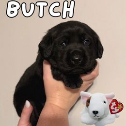 Butch - Black male Labrador Retriever puppy in Water Valley, Mississippi from Three Lakes Labs & WHDs