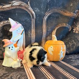 Dallas - Black and tan parti male Pomeranian puppy in Success, Missouri from Sweet Success