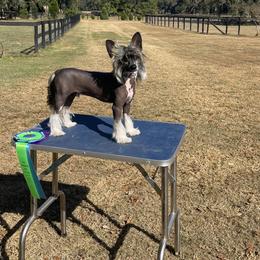 Pudge - Chinese Crested