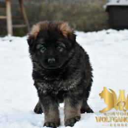 German Shepherd Puppies from Vom Wolfgang Roma Kennels