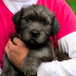 Glen of Imaal Terriers from Liberty's Glen of Imaal Terriers