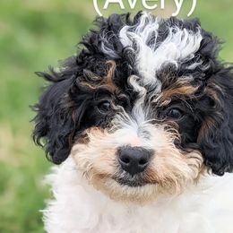 Avery - Tri-color Bernedoodle puppy in Angola, Indiana from Danae's Bernedoodles
