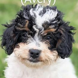 Avery - Tri-color Bernedoodle puppy in Angola, Indiana from Danae's Bernedoodles