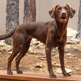 Labrador Retrievers from Traci Johnson's Labrador Retrievers