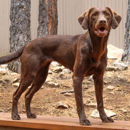 Labrador Retrievers from Traci Johnson's Labrador Retrievers