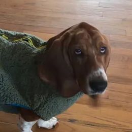Basset Hounds from Finley River Puppies