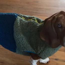 Basset Hounds from Finley River Puppies
