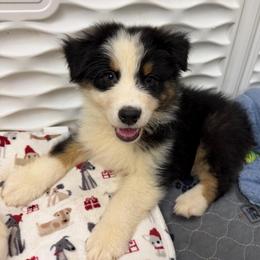 Chicken Crunch Roll - Black tri-color male Australian Shepherd puppy in Anniston, Alabama from All Hale Aussies