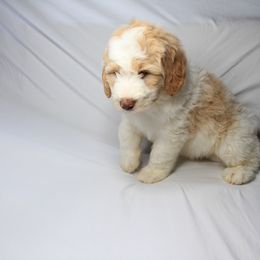 Bernedoodle and Poodle Puppies from SoFun Doodles & Poodles