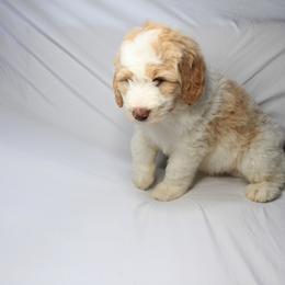 Bernedoodle and Poodle Puppies from SoFun Doodles & Poodles