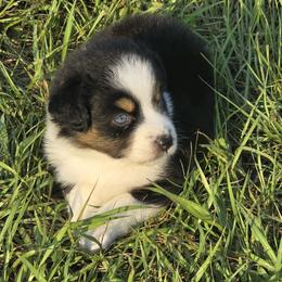Girl 2 - Black tri-color female Australian Shepherd puppy in Lakeland, Florida from Diamond P Australian Shepherds