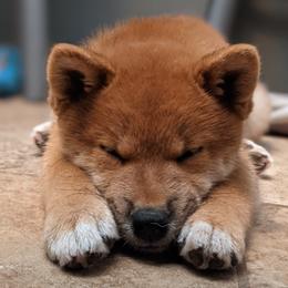 Shiba Inu Puppies from Jogoso Shibas