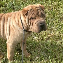 Grant - Fawn male Chinese Shar-Pei puppy in Basehor, Kansas from Good Fortune Shar Pei
