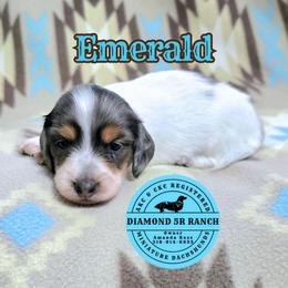 EMERALD - Dapple male Dachshund puppy in Columbia, Louisiana from Diamond 5R Ranch AKC & CKC Miniature Dachshunds
