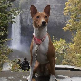 Basenji All Grown Up from Makindu Basenjis