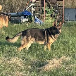 Kodii - Sable male German Shepherd puppy in Watervliet, Michigan from M&M Shepherd Farms