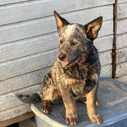 Australian Cattle Dog Puppies from Institute Australian Cattle Dogs