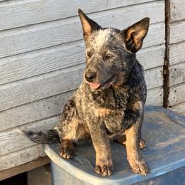 Australian Cattle Dog Puppies from Institute Australian Cattle Dogs