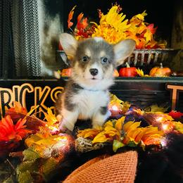 Poseidon - Gray and white male American Corgi puppy in Cocoa, Florida from Cascadian Space Coast Corgis LLC