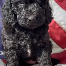 Light Purple (Female) - Goldendoodle puppy in Ozark, Arkansas from Mulberry River Poodles and Doodles, LLC.