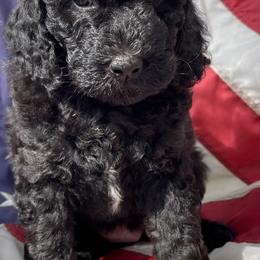 Light Purple (Female) - Goldendoodle puppy in Ozark, Arkansas from Mulberry River Poodles and Doodles, LLC.