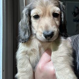 Teddy - Cream male Dachshund puppy in Mascot, Tennessee from Magnolia Pearl Dachshunds