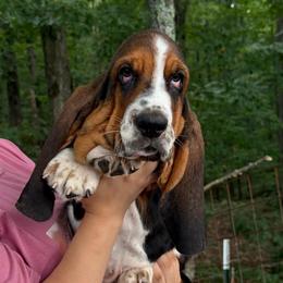 Alvis - Black brown and white male Basset Hound puppy in Red Bay, Alabama from Maple Street Bassets