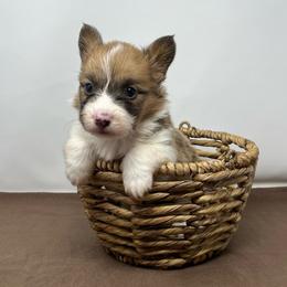Orion (sable bluie fluffy) - Sable and white male American Corgi puppy in Waco, Texas from The Comma Corgis