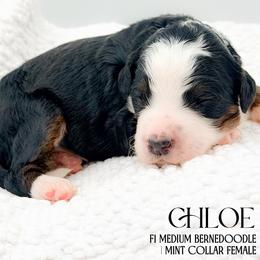 Chloe - Tri-color female Bernedoodle puppy in Tipton, Indiana from Country Creek Doodles