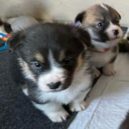 Belle - Black and tan female Pembroke Welsh Corgi puppy in Nortonville, Kansas from Low Riders Corgis & Mini Aussies