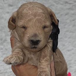 Scooby - Apricot male Goldendoodle puppy in Vernon, Texas from Sugarland's Texas Goldendoodles