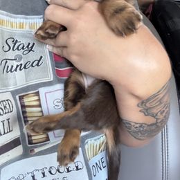 Australian Shepherd and Dachshund Puppies from Paisley’s Prissy Pups