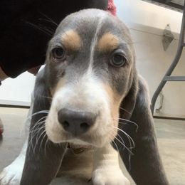 Basset Hounds from Mahoney’s Basset Hounds