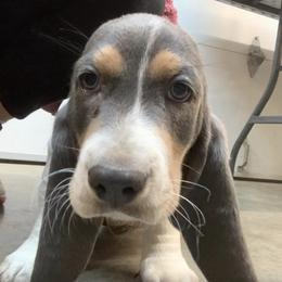 Basset Hounds from Mahoney’s Basset Hounds