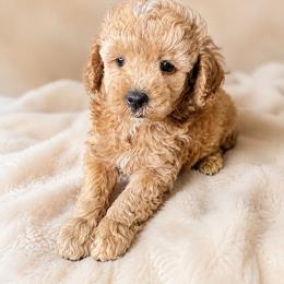 Peanut Muffin - Apricot male Poodle puppy in Lancaster, South Carolina from Semone’s Poodles