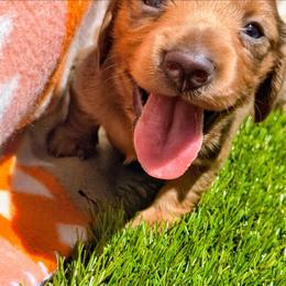 Bryan - Sable male Dachshund puppy in Birmingham, Alabama from Mini Doxies Love