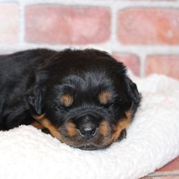 Purple girl - Black and mahogany female Rottweiler puppy in Auburn, California from Vom Haus Flores