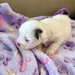 AKC Registered Grace - Chocolate, tan and white female Yorkshire Terrier puppy in Eustis, Florida from Angel Spun Yorkies