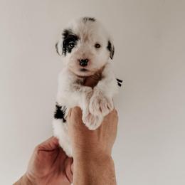 Lugar. - Black and white male Sheepadoodle puppy in Wabash, Indiana from DOODCompany