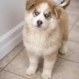 Bronze - Red and white male Pomsky puppy in Lewiston, Minnesota from Family Pomsky