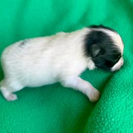 Nera - Black parti female Pomeranian puppy in Mobile, Alabama from Cynthia's Poms
