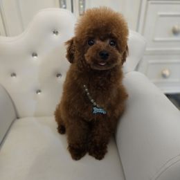 Rio - Poodle