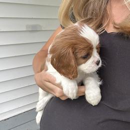 Cavalier King Charles Spaniel Puppies from Cane Creek Cavaliers