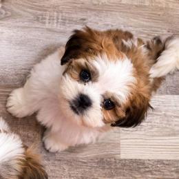 BENJI - Brindle and white male Mal-Shi puppy in Belleville, Michigan from Michigan Maltese Puppies