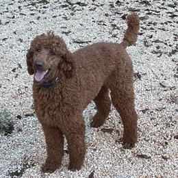 Ember - Poodle