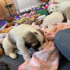 The Grinch - Badger male Colorado Mountain Dog puppy in Colorado Springs, Colorado from Sharp Guardians and Goldens